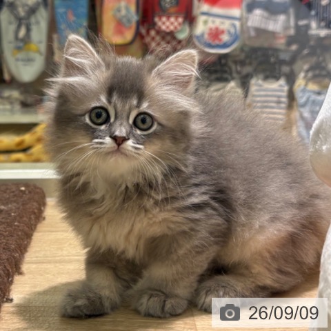 サイベリアンの写真