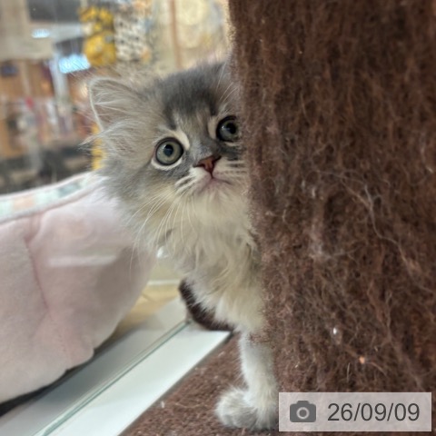 サイベリアンの写真