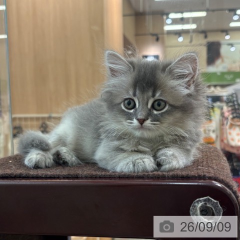 サイベリアンの写真
