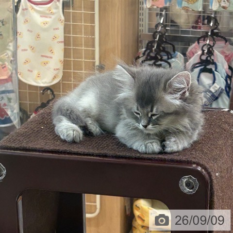 サイベリアンの写真