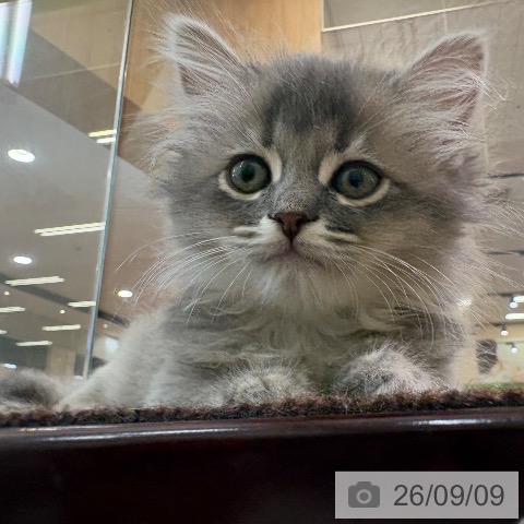 サイベリアンの写真