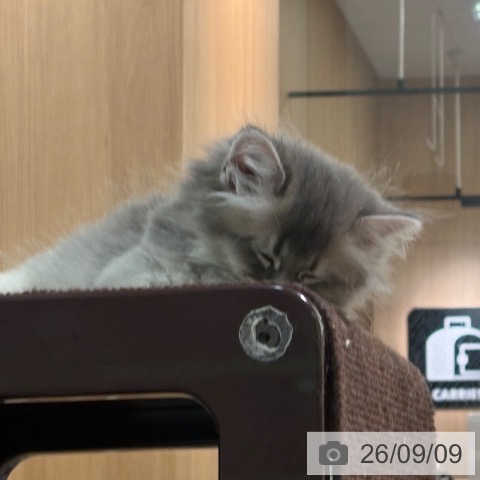 サイベリアンの写真