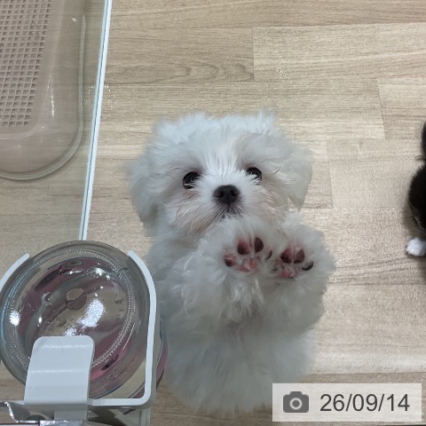 愛知県のマルチーズ (ペットプラス 熱田店/2026年7月10日生まれ/女の子/ホワイト)の子犬の4枚目の画像
