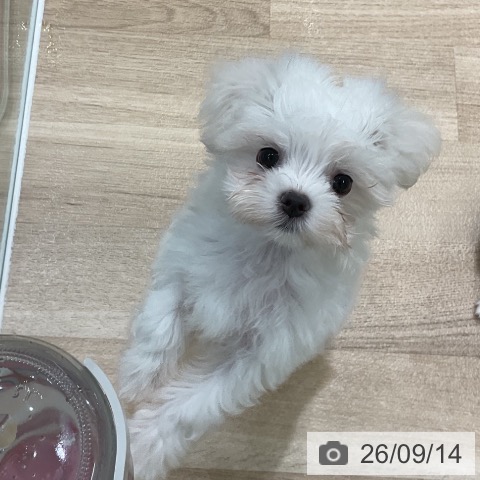 愛知県のマルチーズ (ペットプラス 熱田店/2026年7月10日生まれ/女の子/ホワイト)の子犬の3枚目の画像