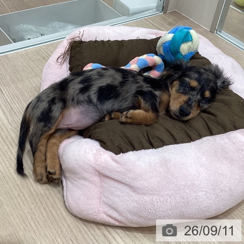 石川県のミニチュアダックスフンド(ロング) (ペットプラス 白山店/2026年7月10日生まれ/女の子/シルバーダップル)の子犬の3枚目の画像