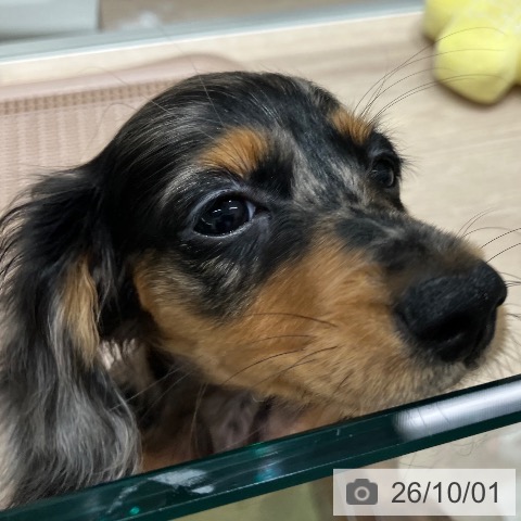 石川県のミニチュアダックスフンド(ロング) (ペットプラス 白山店/2026年7月10日生まれ/女の子/シルバーダップル)の子犬の3枚目の画像