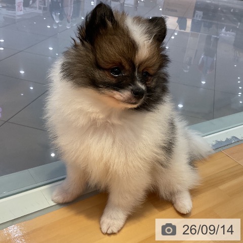 山形県のポメラニアン (ペットプラス 天童店/2026年7月7日生まれ/男の子/パーティーカラー)の子犬の4枚目の画像