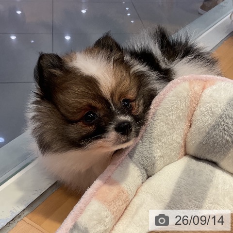 山形県のポメラニアン (ペットプラス 天童店/2026年7月7日生まれ/男の子/パーティーカラー)の子犬の3枚目の画像