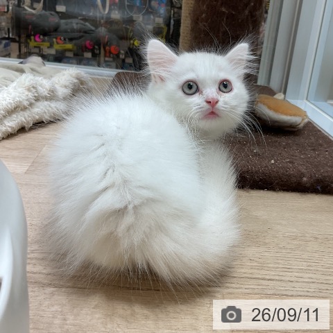 宮崎県のマンチカン (ペットプラス 宮崎店/2026年7月9日生まれ/男の子/クリームホワイト)の子猫の4枚目の画像