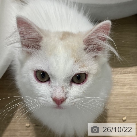 宮崎県のマンチカン (ペットプラス 宮崎店/2026年7月9日生まれ/男の子/クリームホワイト)の子猫の4枚目の画像