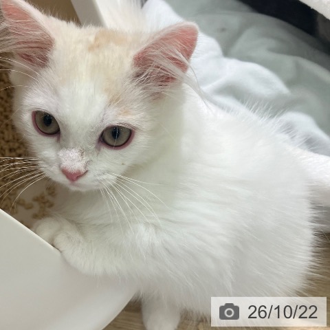 宮崎県のマンチカン (ペットプラス 宮崎店/2026年7月9日生まれ/男の子/クリームホワイト)の子猫の3枚目の画像