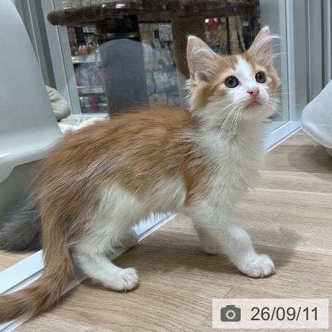福岡県のノルウェージャンフォレストキャット (ペットプラス 香椎浜店/2026年7月5日生まれ/男の子/レッドタビーホワイト)の子猫の4枚目の画像
