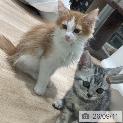 福岡県のノルウェージャンフォレストキャット (ペットプラス 香椎浜店/2026年7月5日生まれ/男の子/レッドタビーホワイト)の子猫の3枚目の画像
