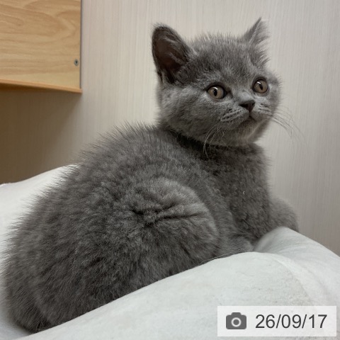 愛知県のブリティッシュショートヘアー (ペットプラス 岡崎店/2026年7月7日生まれ/男の子/ブルー)の子猫の4枚目の画像