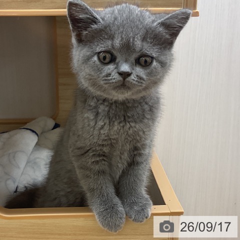 愛知県のブリティッシュショートヘアー (ペットプラス 岡崎店/2026年7月7日生まれ/男の子/ブルー)の子猫の3枚目の画像