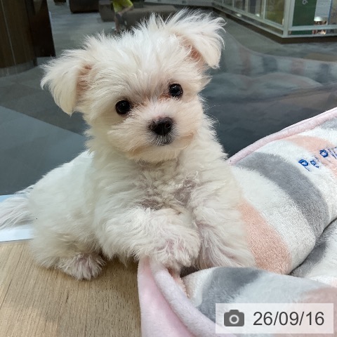 愛知県のマルチーズ (ペットプラス 岡崎店/2026年7月12日生まれ/女の子/ホワイト)の子犬の3枚目の画像