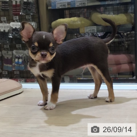 富山県のチワワ(ロング) (ペットプラス 高岡店/2026年7月9日生まれ/男の子/チョコレートタンホワイト)の子犬の3枚目の画像