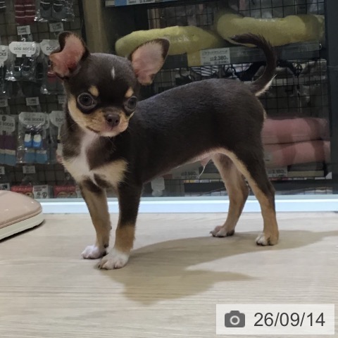 チワワの写真
