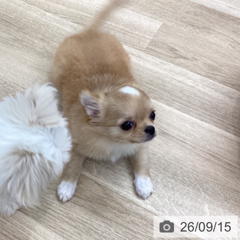 チワワの写真