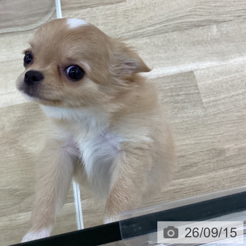 チワワの写真