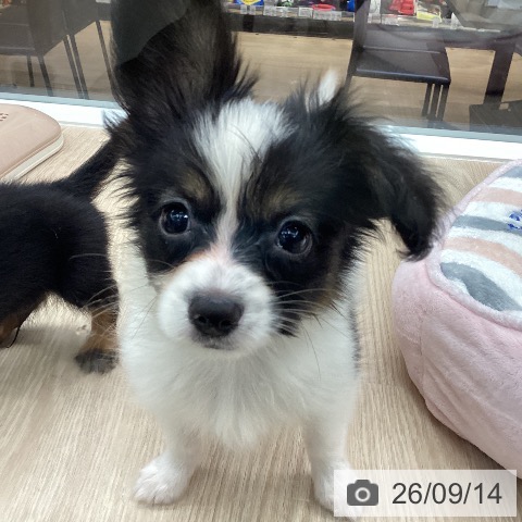 石川県のパピヨン (ペットプラス 白山店/2026年7月9日生まれ/男の子/トライカラー)の子犬の4枚目の画像