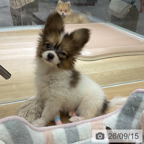 愛知県のパピヨン (ペットプラス イオンモール豊川店/2026年7月9日生まれ/男の子/ホワイトブラウン)の子犬の3枚目の画像