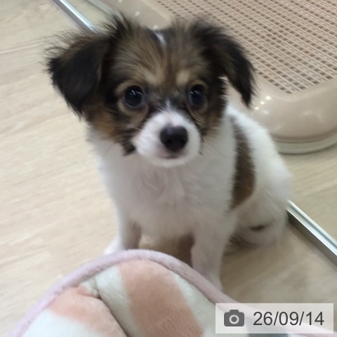 パピヨンの写真