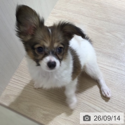 パピヨンの写真