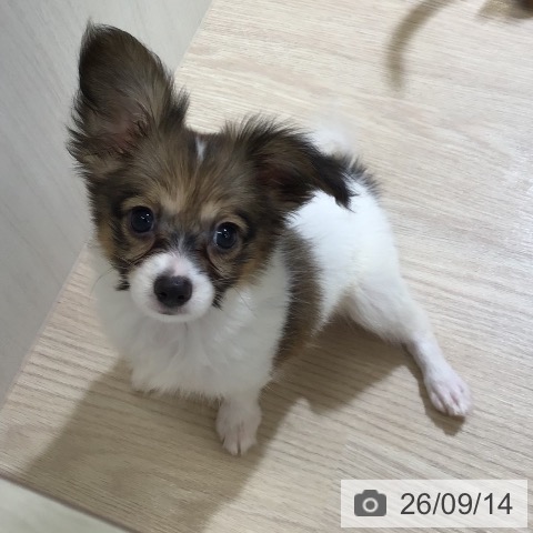 富山県のパピヨン (ペットプラス 高岡店/2026年7月9日生まれ/女の子/ホワイトブラウン)の子犬の3枚目の画像