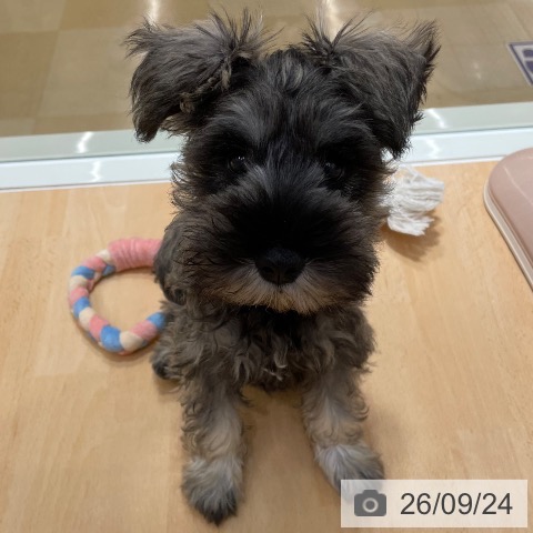 石川県のミニチュアシュナウザー (ペットプラス 新小松店/2026年7月12日生まれ/男の子/ソルトペッパー)の子犬の4枚目の画像