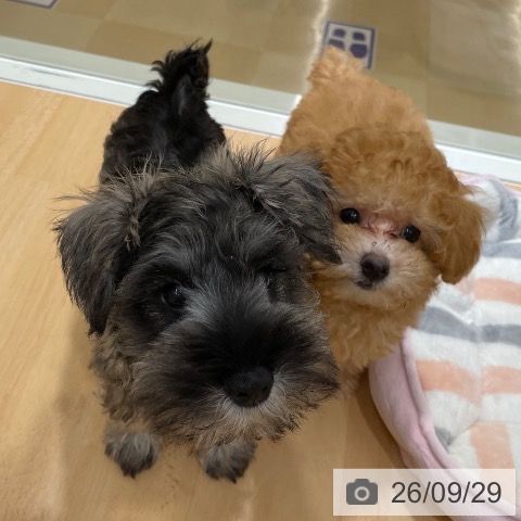 石川県のミニチュアシュナウザー (ペットプラス 新小松店/2026年7月12日生まれ/男の子/ソルトペッパー)の子犬の4枚目の画像