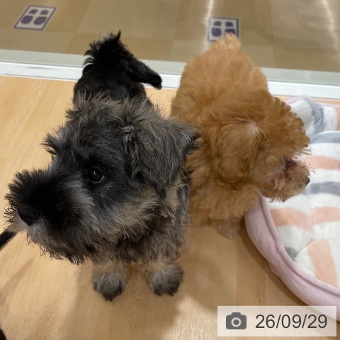 石川県のミニチュアシュナウザー (ペットプラス 新小松店/2026年7月12日生まれ/男の子/ソルトペッパー)の子犬の3枚目の画像