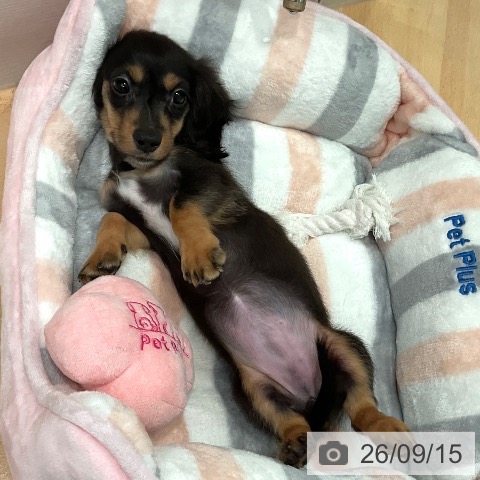 ミニチュア・ダックスフンドの写真