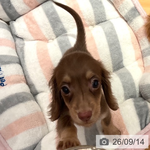 ミニチュア・ダックスフンドの写真