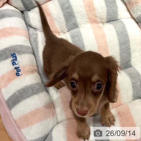 ミニチュア・ダックスフンドの写真