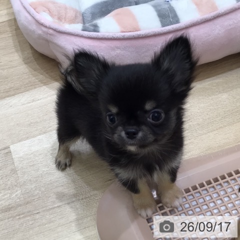 岐阜県のチワワ(ロング) (ペットプラス 各務原店/2026年7月12日生まれ/男の子/ブラックタン)の子犬の4枚目の画像