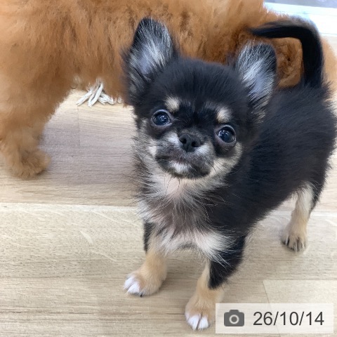 チワワの写真