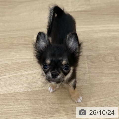 岐阜県のチワワ(ロング) (ペットプラス 光ケ丘店/2026年7月12日生まれ/男の子/ブラックタン)の子犬の4枚目の画像