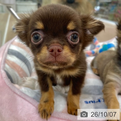 愛知県のチワワ(ロング) (ペットプラス イオンモール豊川店/2026年7月11日生まれ/男の子/チョコレートタン)の子犬の3枚目の画像