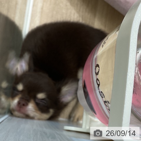 チワワの写真