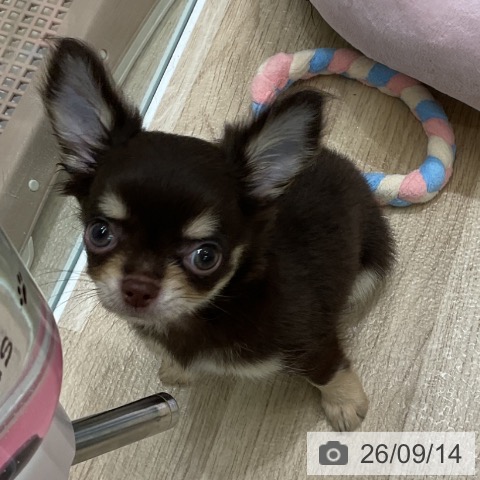 チワワの写真