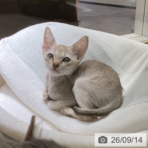 シンガプーラの写真