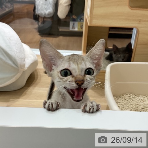 シンガプーラの写真