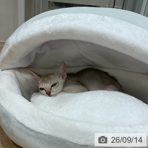 シンガプーラの写真