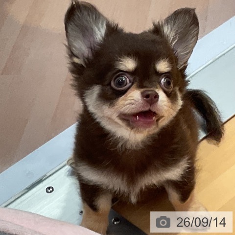 チワワの写真
