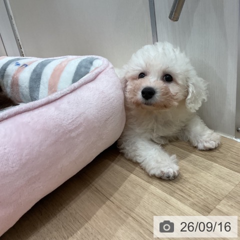 愛知県のビションフリーゼ (ペットプラス 東浦店/2026年7月12日生まれ/男の子/ホワイト)の子犬の4枚目の画像