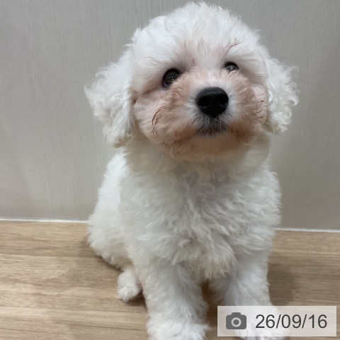 愛知県のビションフリーゼ (ペットプラス 東浦店/2026年7月12日生まれ/男の子/ホワイト)の子犬の3枚目の画像