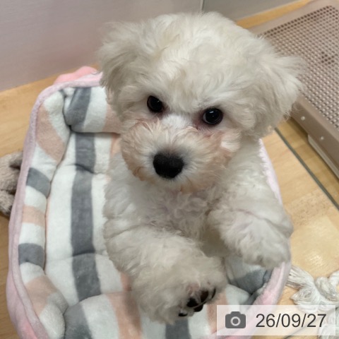 愛知県のビションフリーゼ (ペッツワン 東海店/2026年7月12日生まれ/女の子/ホワイト)の子犬の4枚目の画像