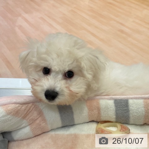 愛知県のビションフリーゼ (ペッツワン 東海店/2026年7月12日生まれ/女の子/ホワイト)の子犬の3枚目の画像