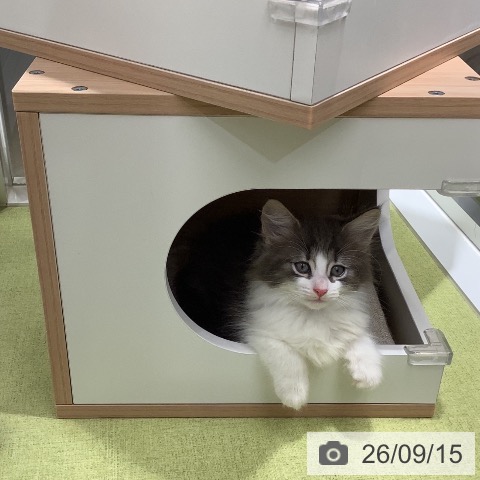 ノルウェージャンフォレストキャットの写真
